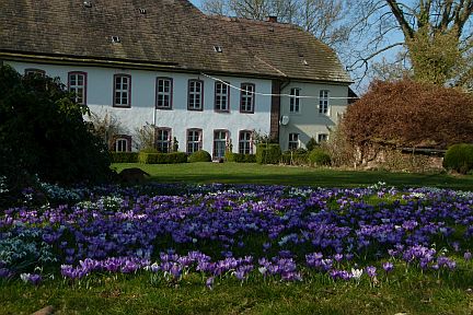 Krokusse vorm Schloss