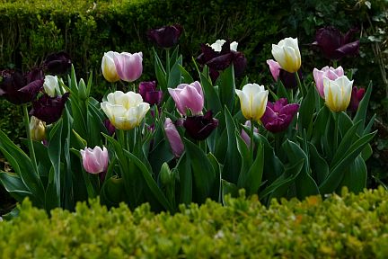 Tulpen